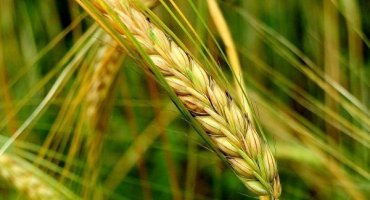 Žito na chléb: jeho dopad na ziskovost hromadné výsadby